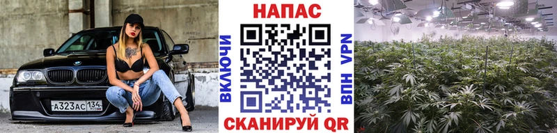 OMG ССЫЛКА Электроугли Бошки Шишки White Widow